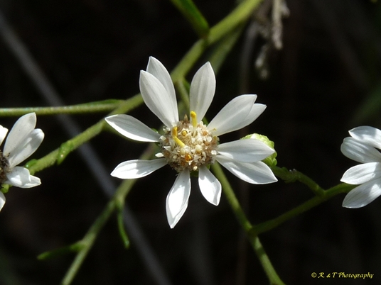 {Solidago ptarmicoides}